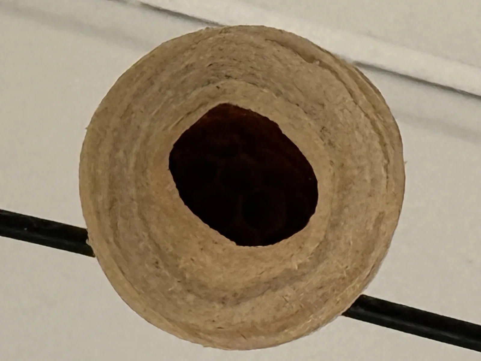 Nid de frelon asiatique à Tignieu-Jameyzieu (38)