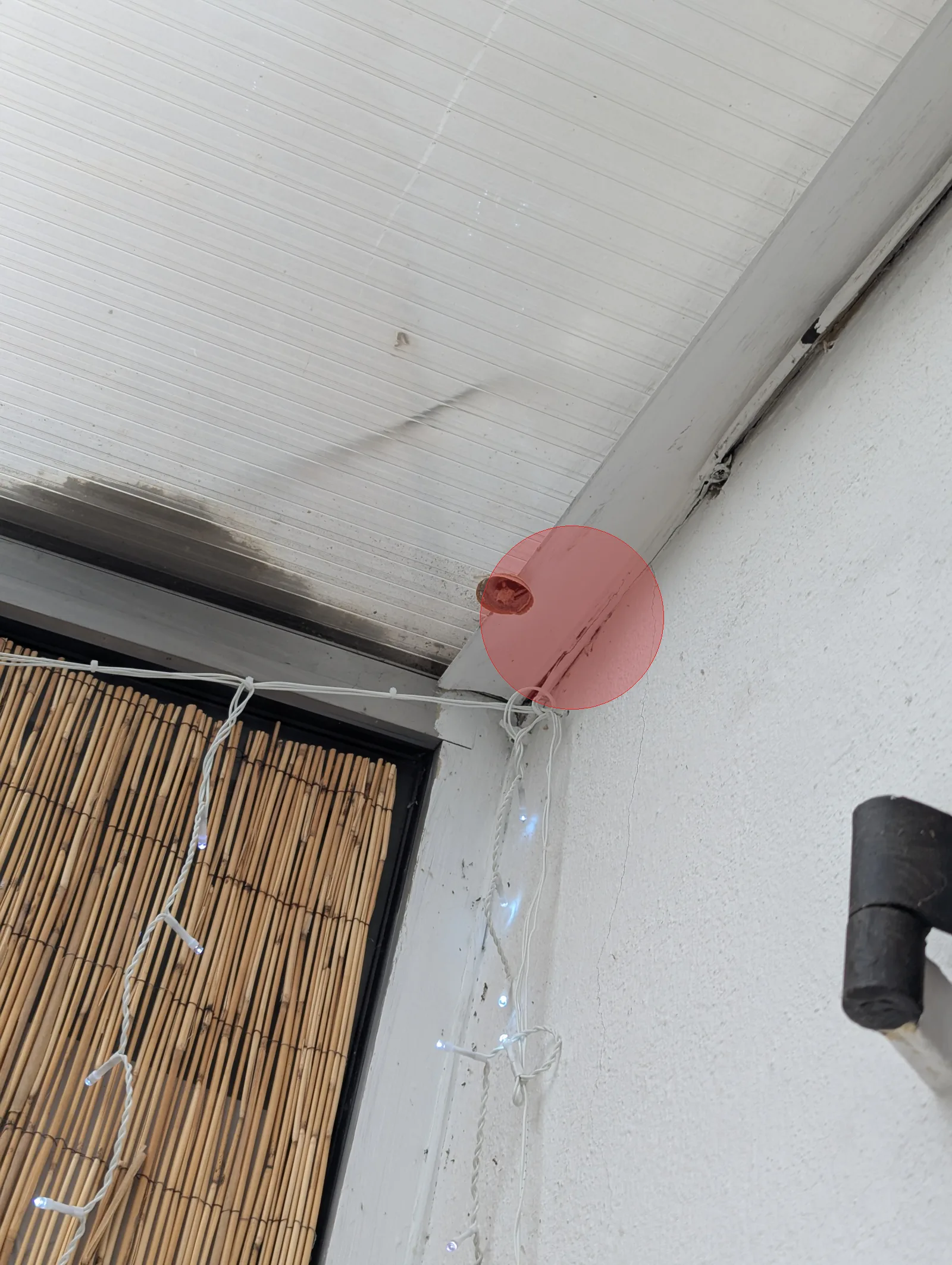 Nid de frelon asiatique à Marseille (13)