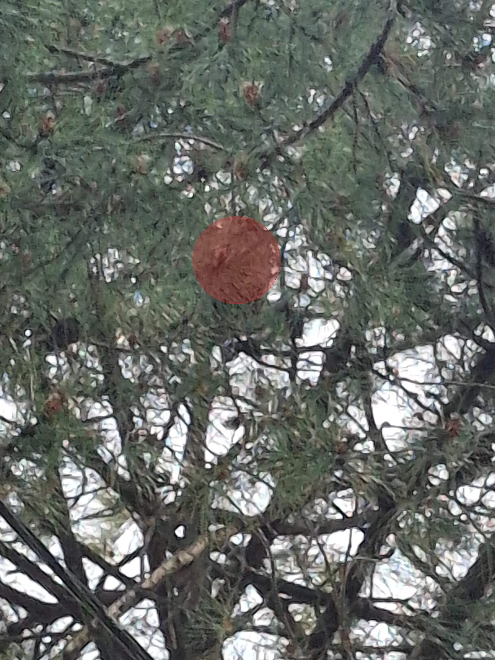 Nid de frelon asiatique à Biarritz (64)