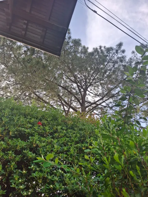 Photo du signalement #1106