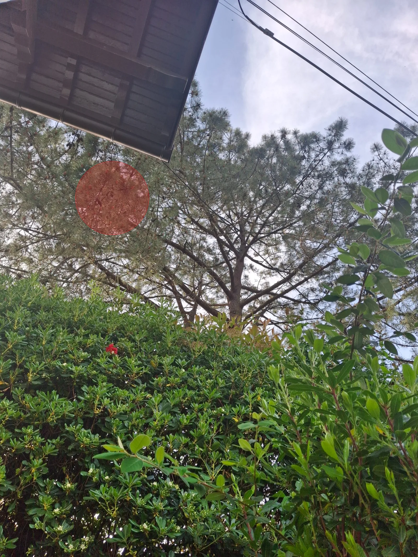 Nid de frelon asiatique à Biarritz (64)