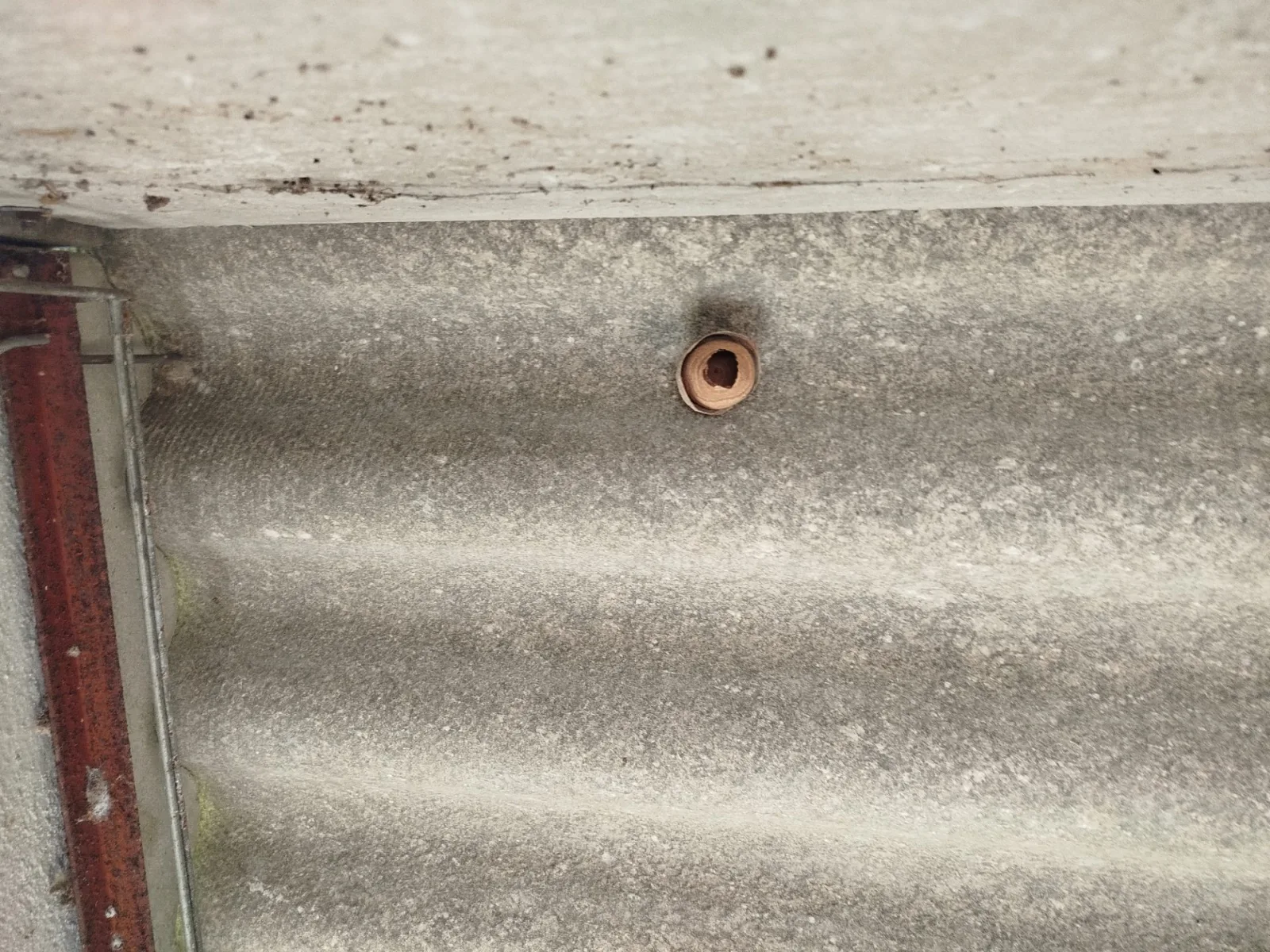 Nid de frelon asiatique à Cherisy (28)