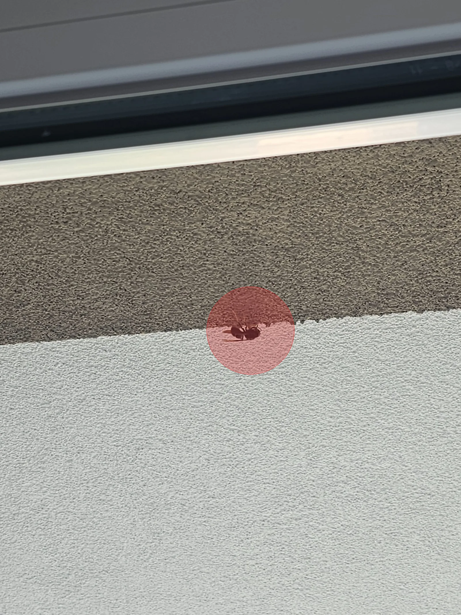 Nid de frelon asiatique à Bischheim (67)