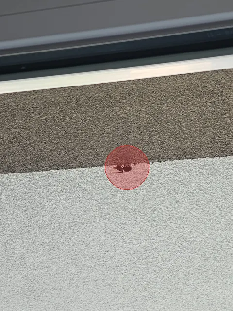 Nid de frelon asiatique à Bischheim (67) — À vérifier