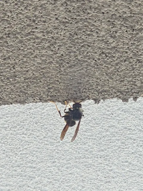 Photo du signalement #1111