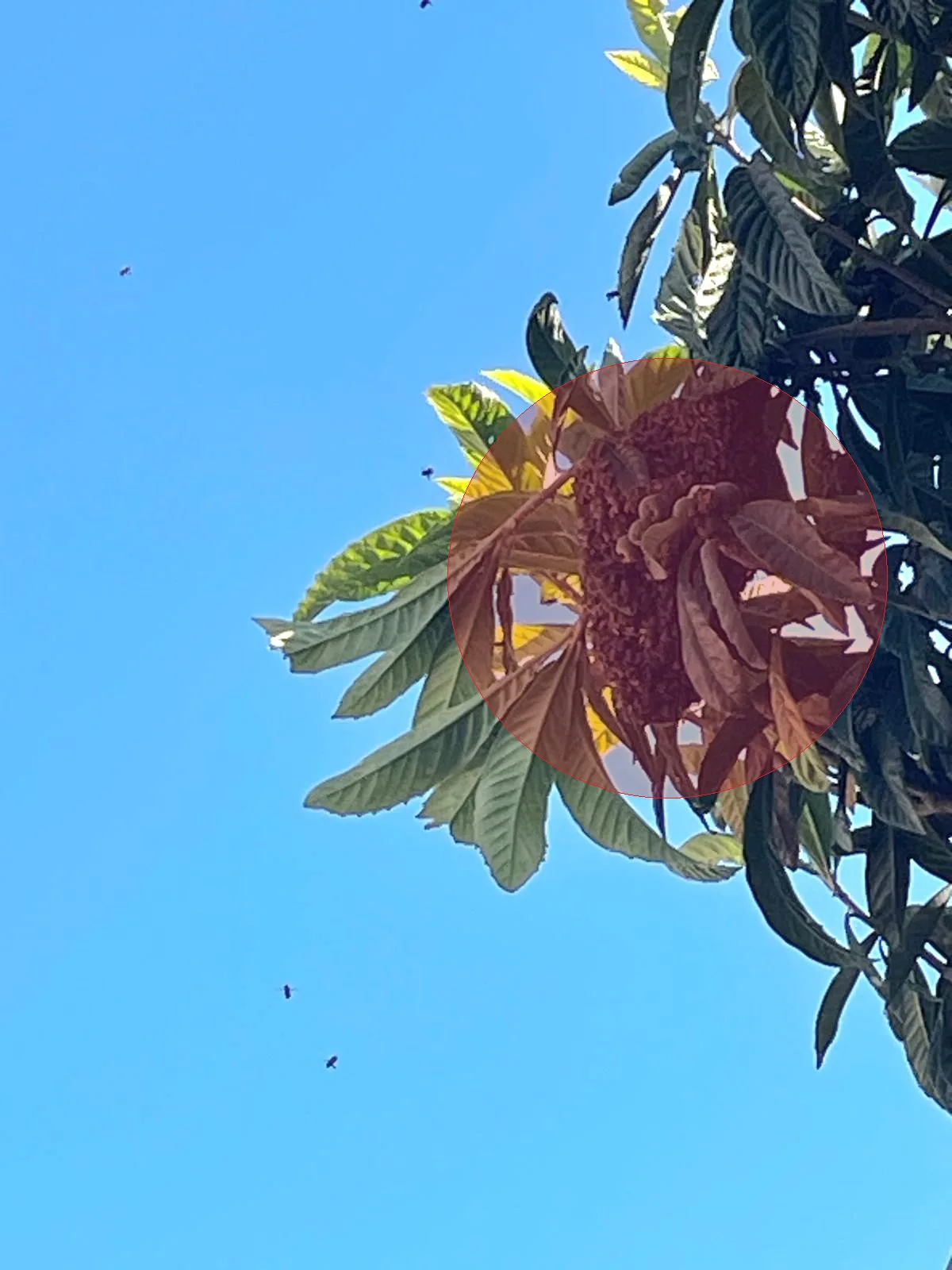 Nid de frelon asiatique à Bonneuil-sur-Marne (94)