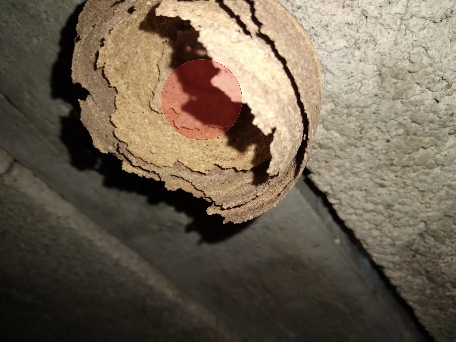 Nid de frelon asiatique à Saint-Martin-la-Pallu (86)