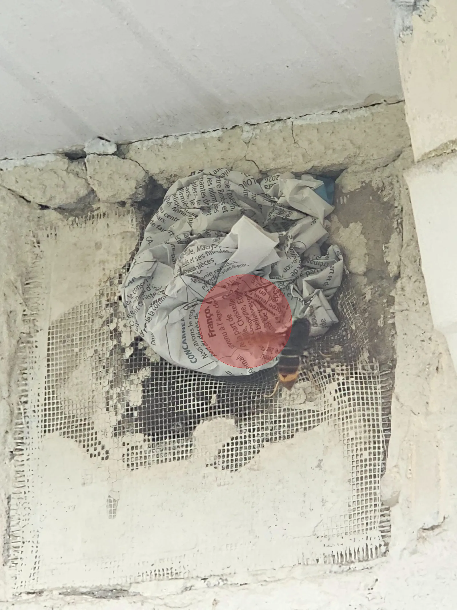 Nid de frelon asiatique à Châteaulin (29)