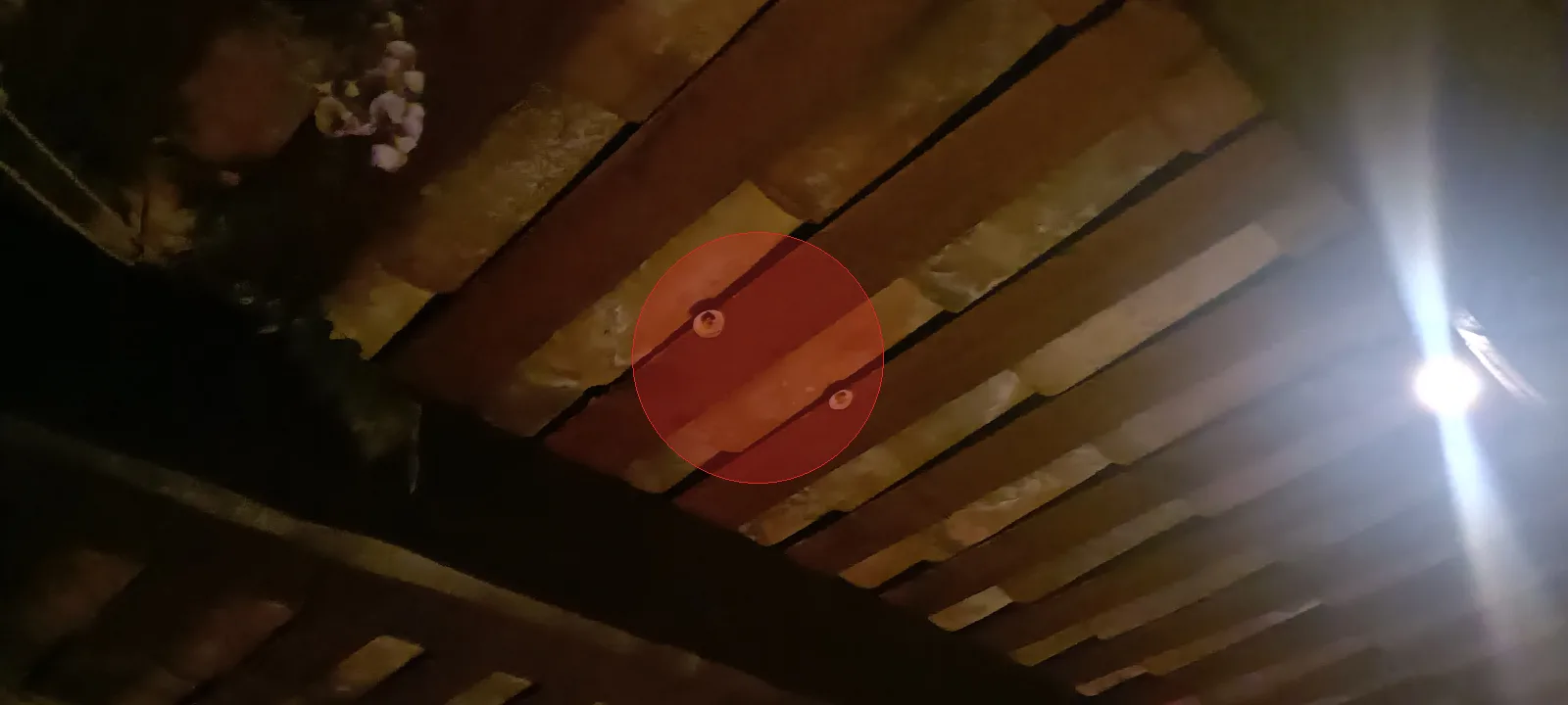 Nid de frelon asiatique à Cabriès (13)