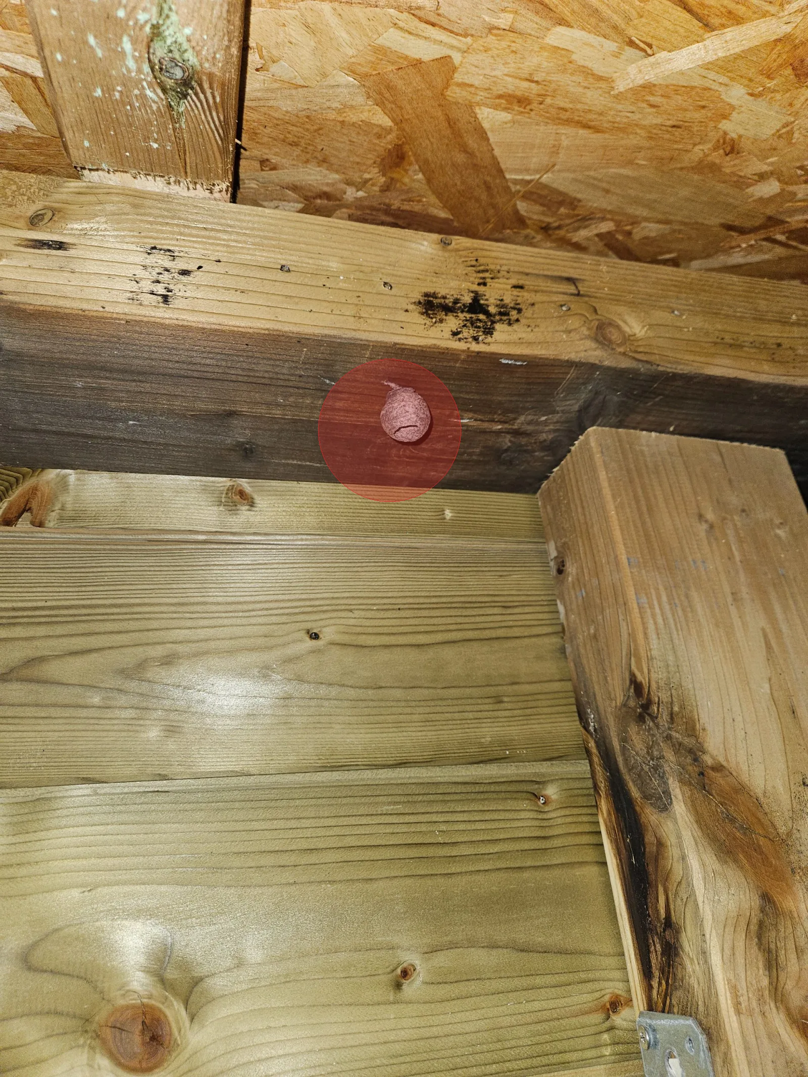 Nid de frelon asiatique à Dambach-la-Ville (67)