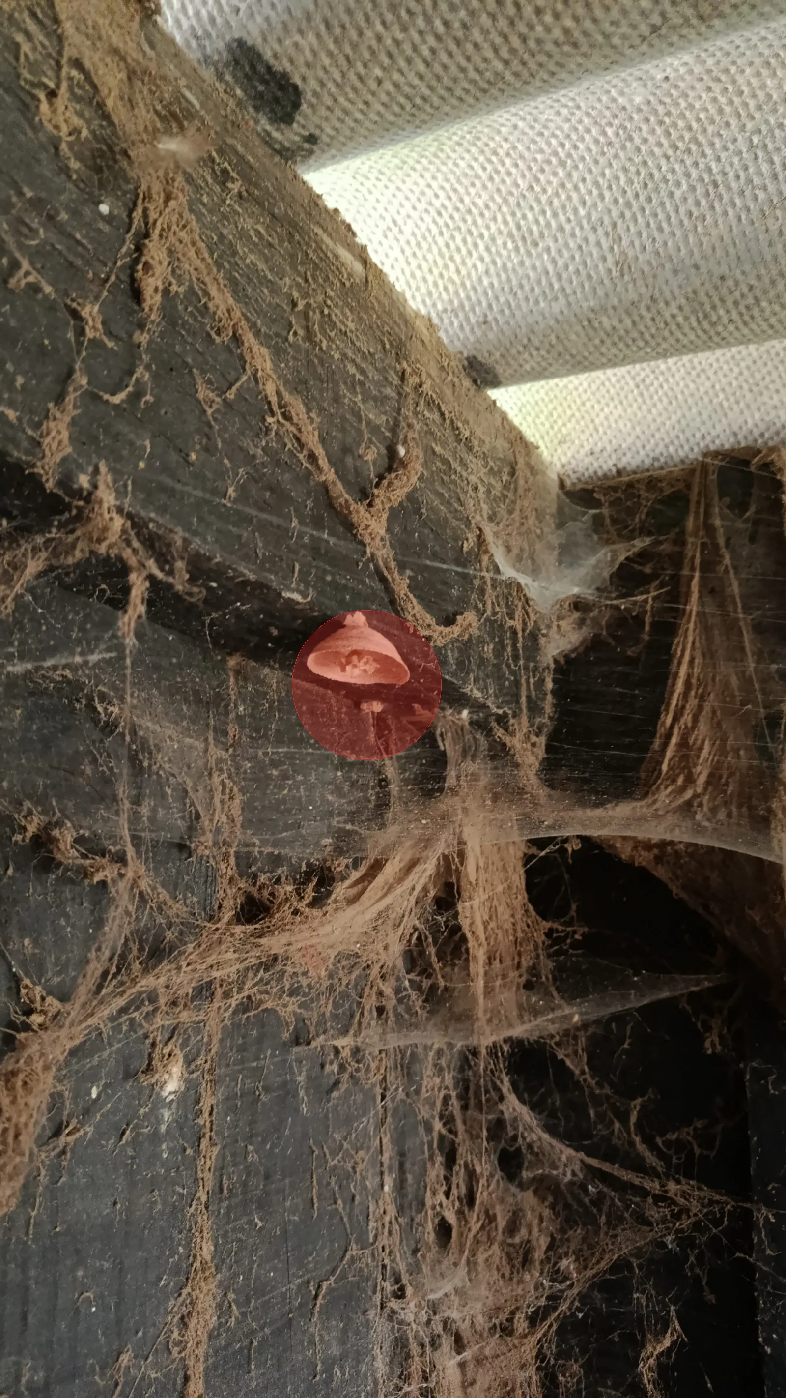 Nid de frelon asiatique à Mauron (56)