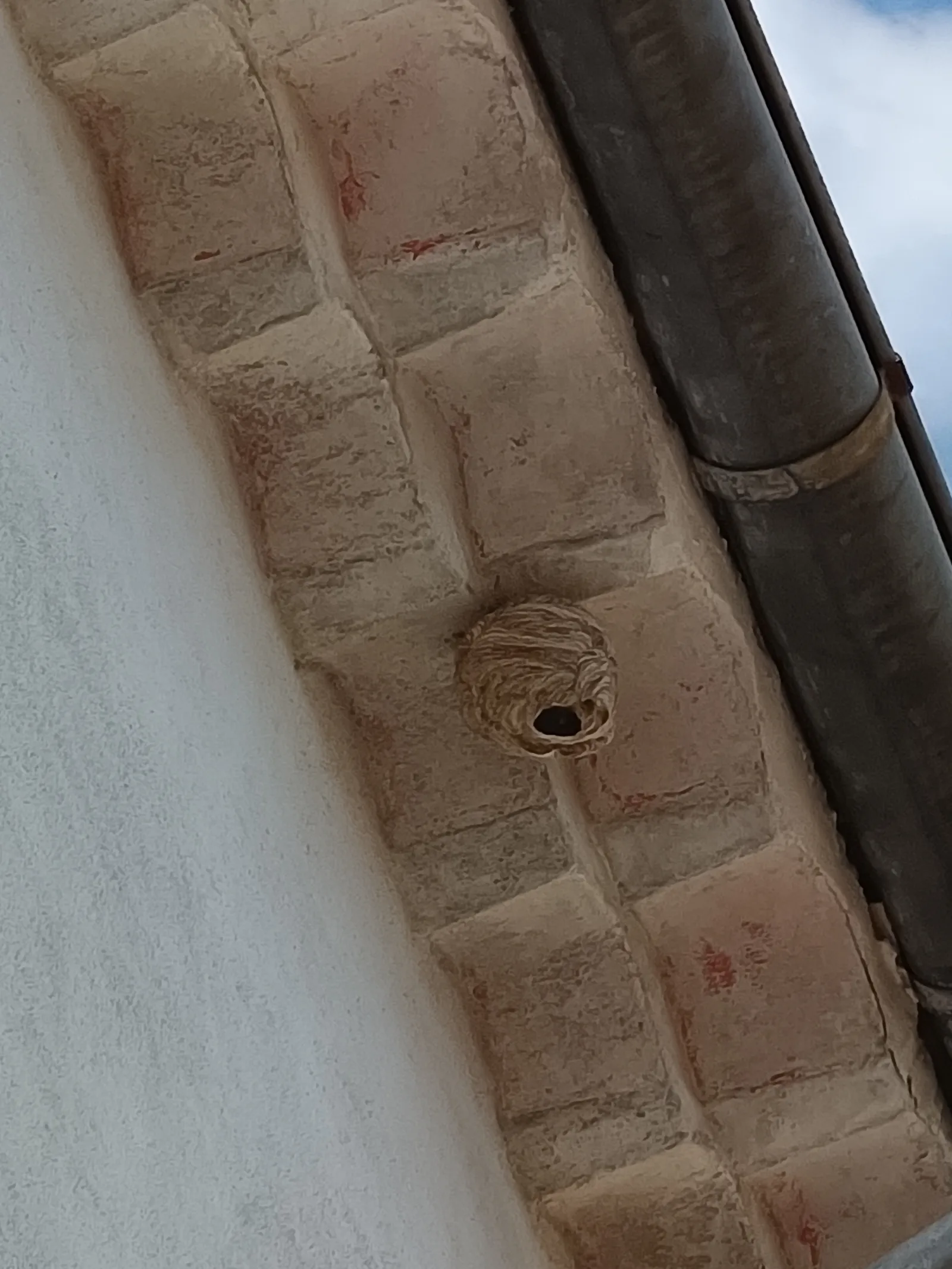 Nid de frelon asiatique à Maureilhan (34)