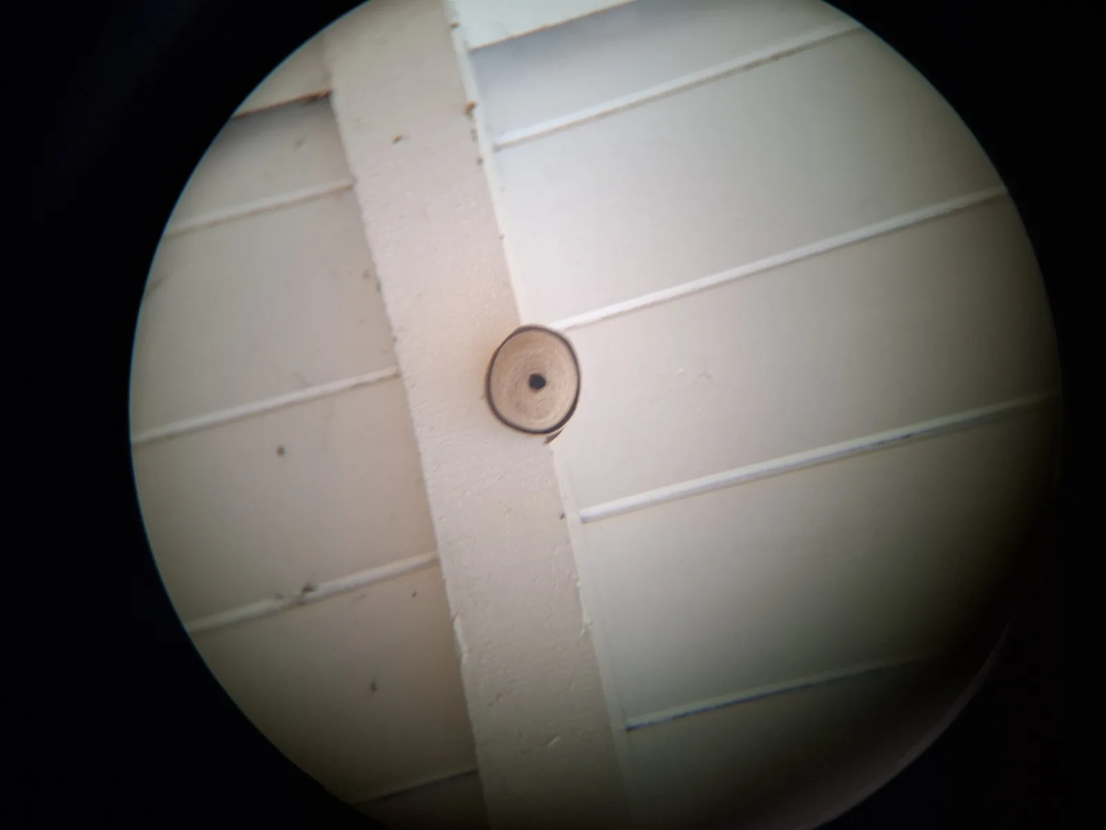 Nid de frelon asiatique à Challex (01)