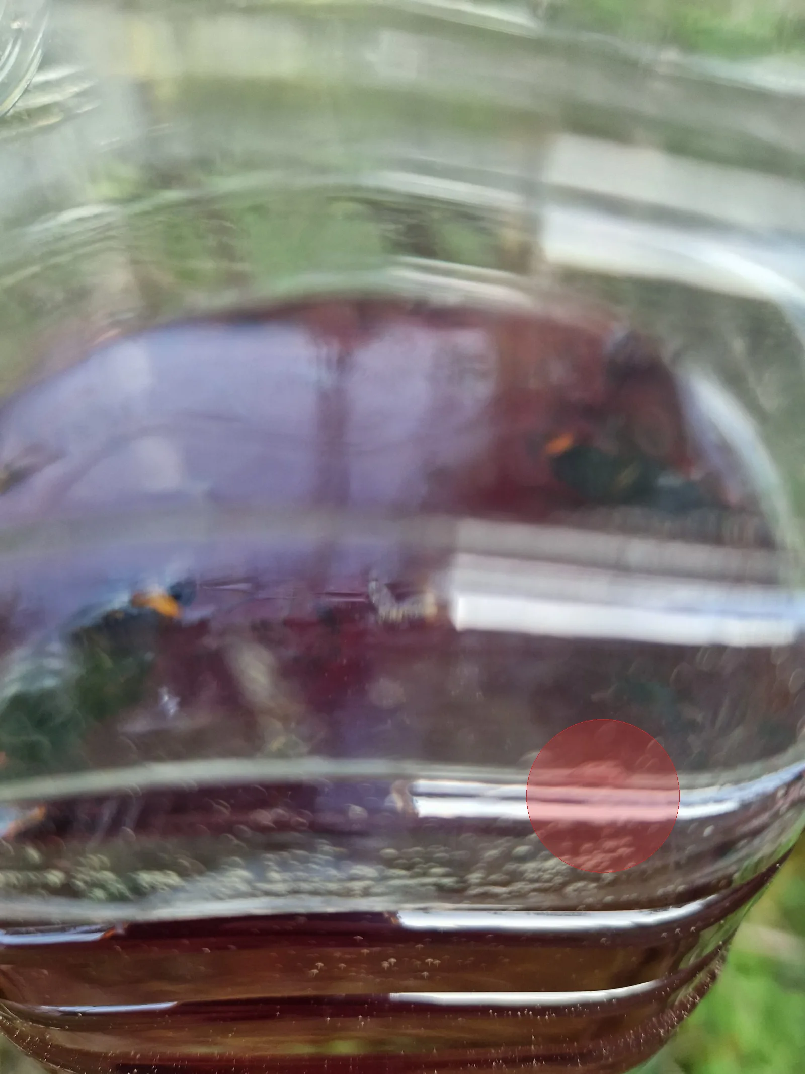 Nid de frelon asiatique à Nanchez (39)