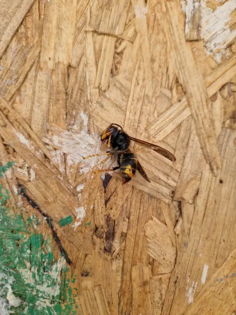 Photo du signalement #1128