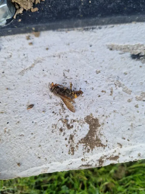 Photo du signalement #1128