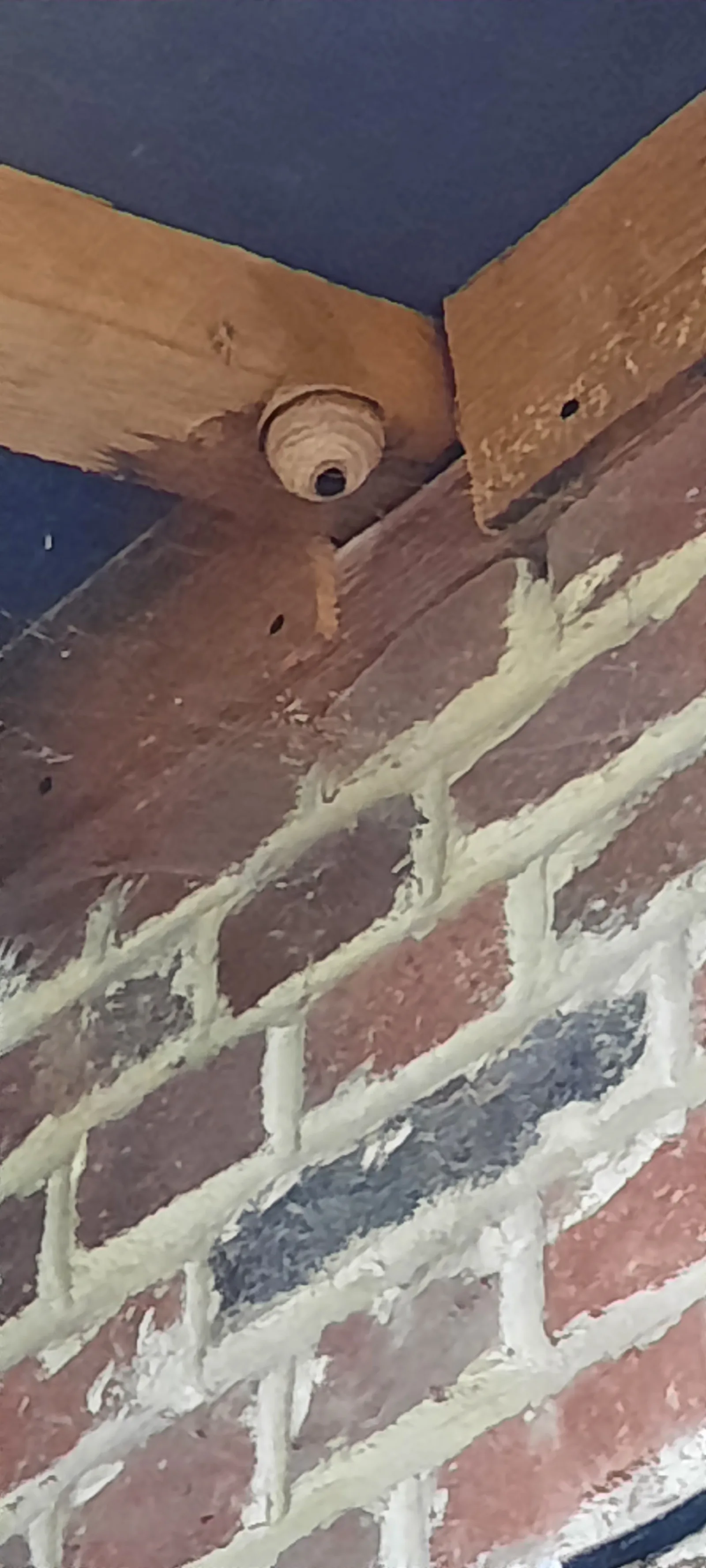 Nid de frelon asiatique à Étreillers (02)