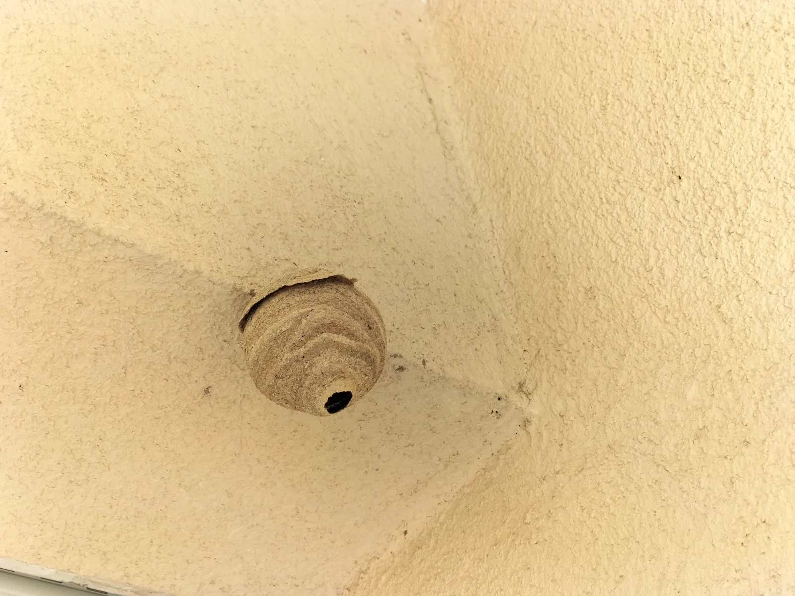 Nid / nuisance à Bry-sur-Marne (94)