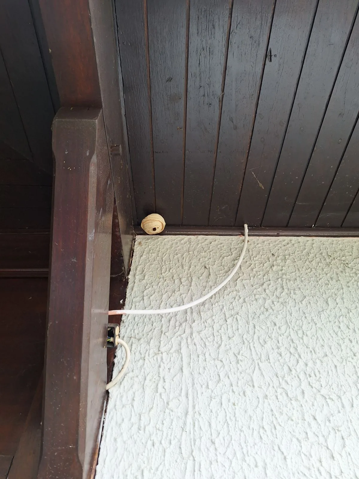 Nid / nuisance à Divonne-les-Bains (01)