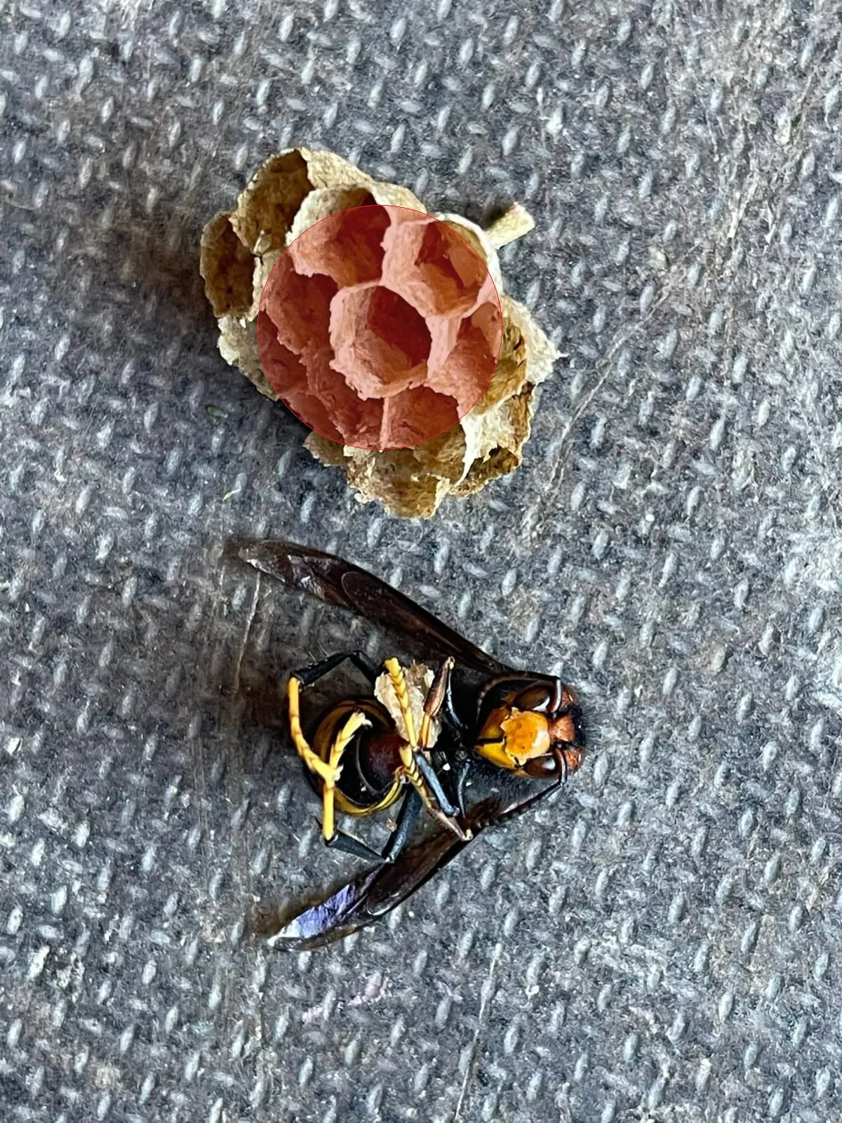 Nid de frelon asiatique à Chamonix-Mont-Blanc (74)