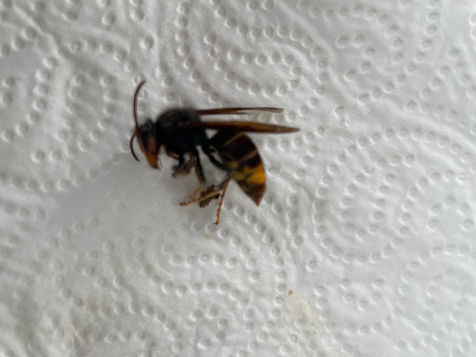 Nid de frelon asiatique à Obernai (67)