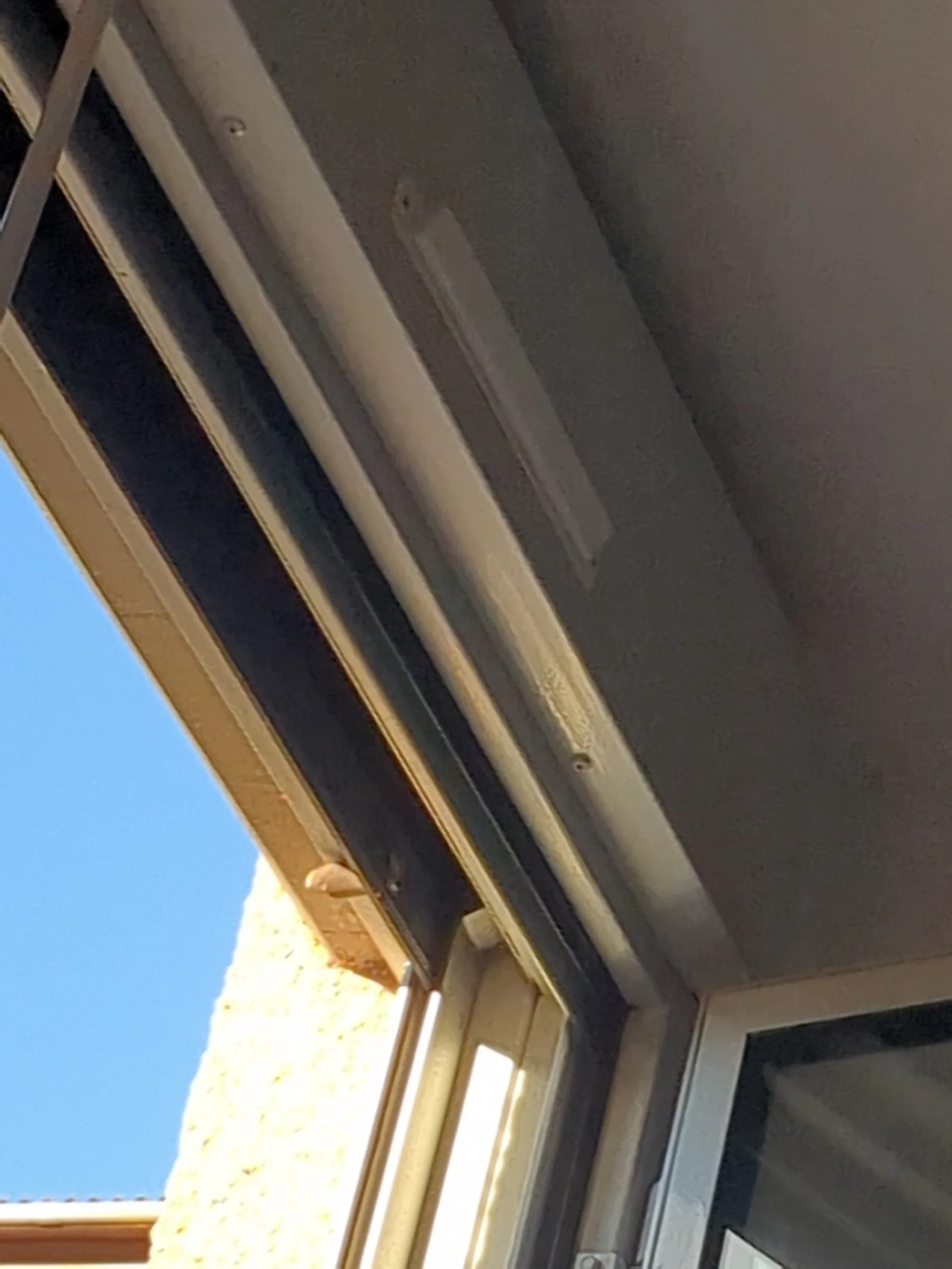 Nid de frelon européen à Toulouse (31)