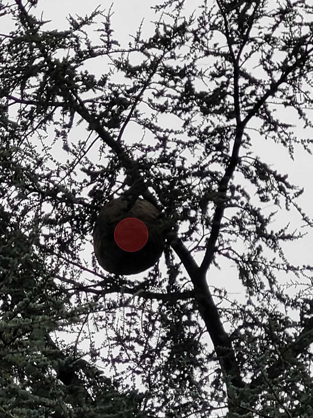 Nid de frelon asiatique à Vaux-sur-Vienne (86)