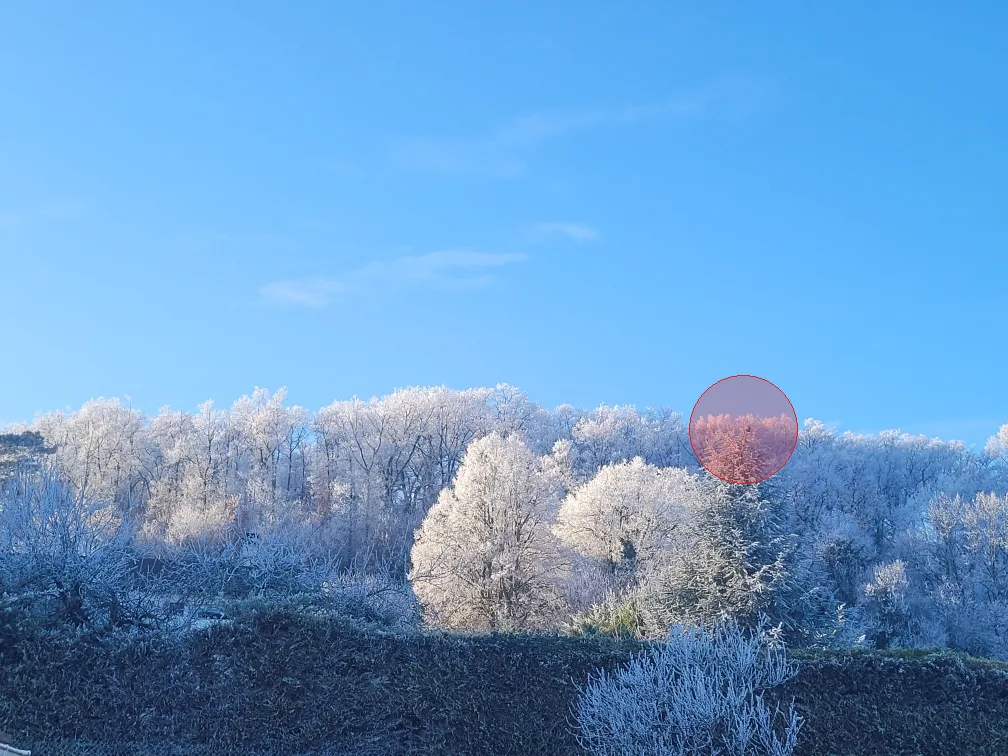 Nid de frelon asiatique à Vaux-sur-Vienne (86)