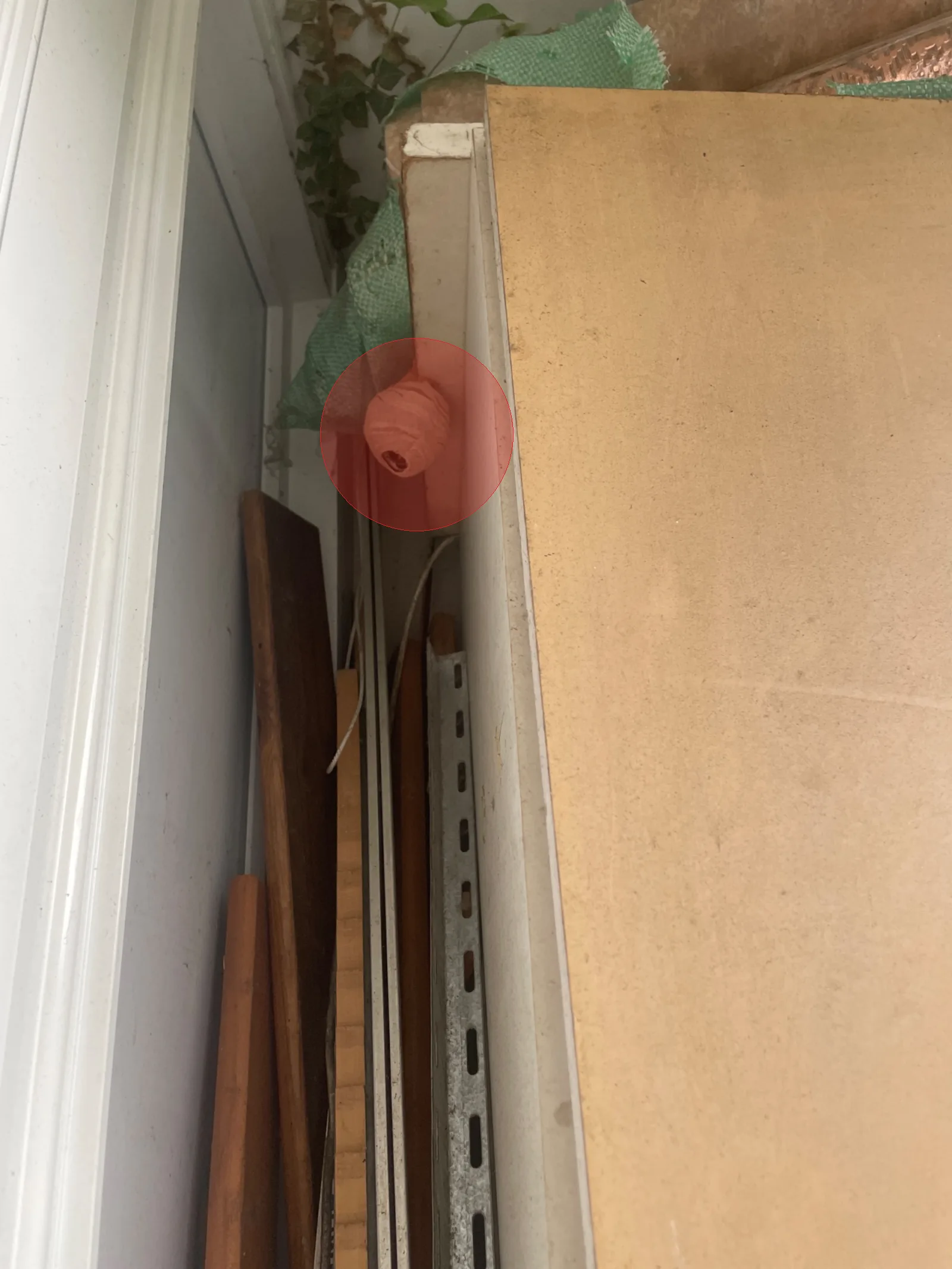 Nid / nuisance à Évry-Courcouronnes (91)