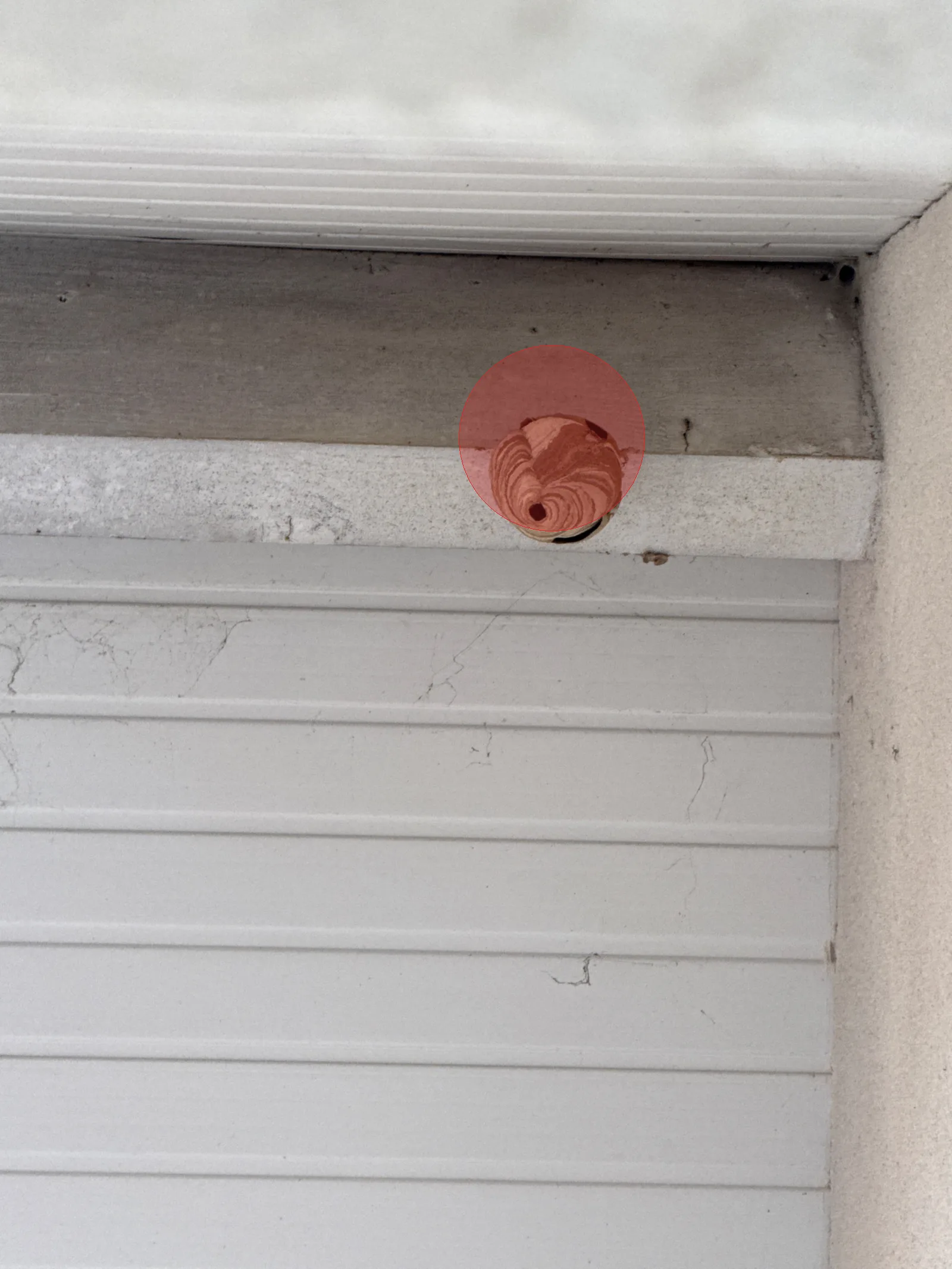 Nid de frelon asiatique à Arcachon (33)