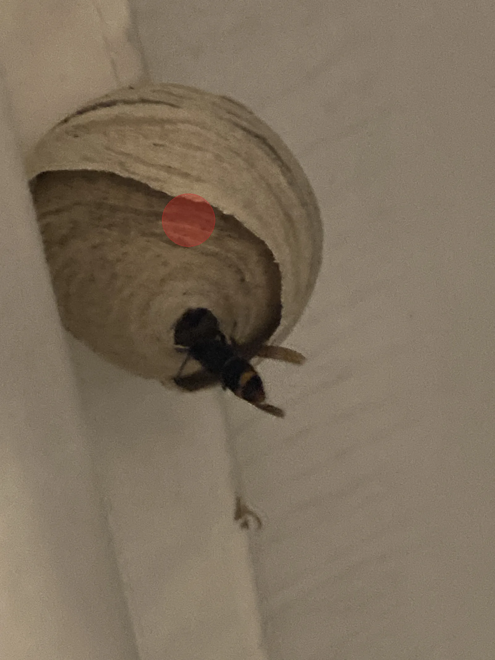Nid de frelon asiatique à Annecy (74)