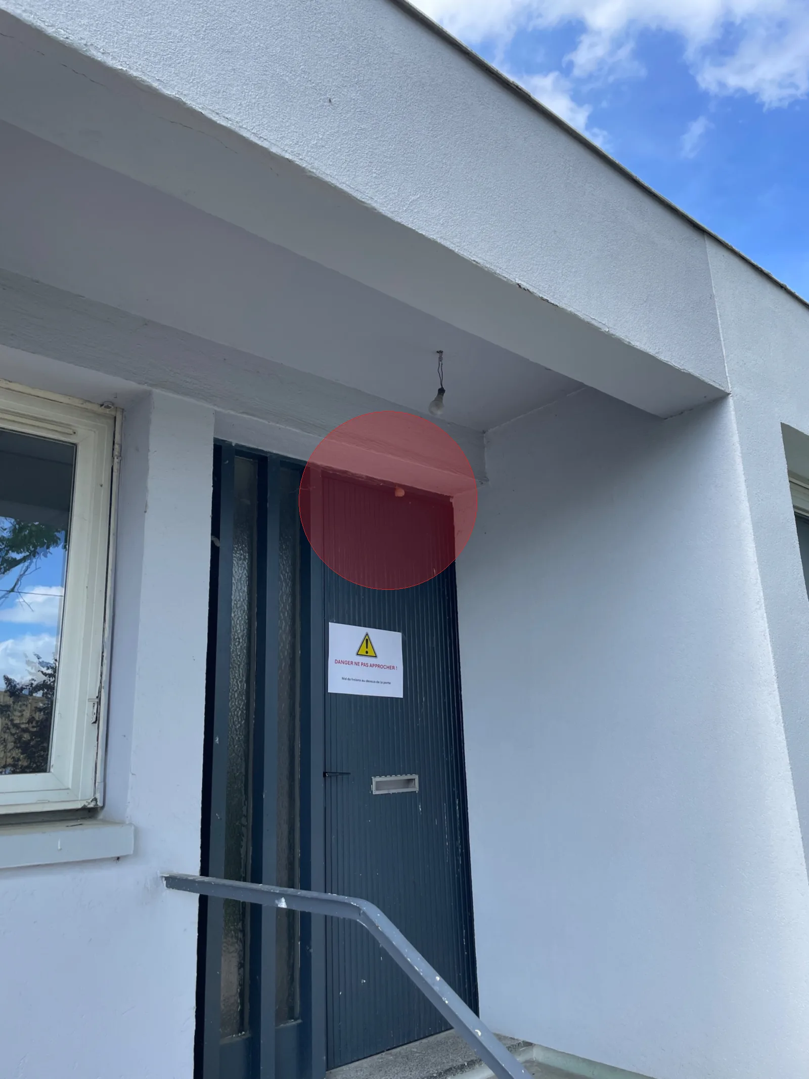 Nid de frelon asiatique à Reims (51)