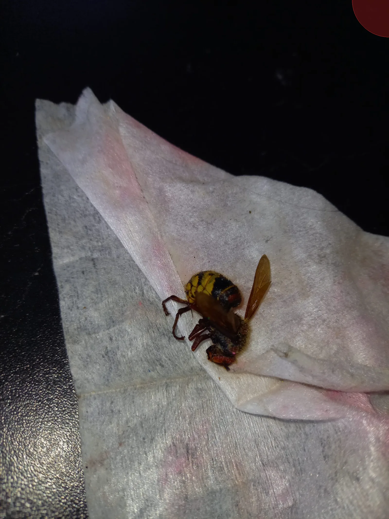 Nid de frelon européen à Saint-Genix-les-Villages (73)