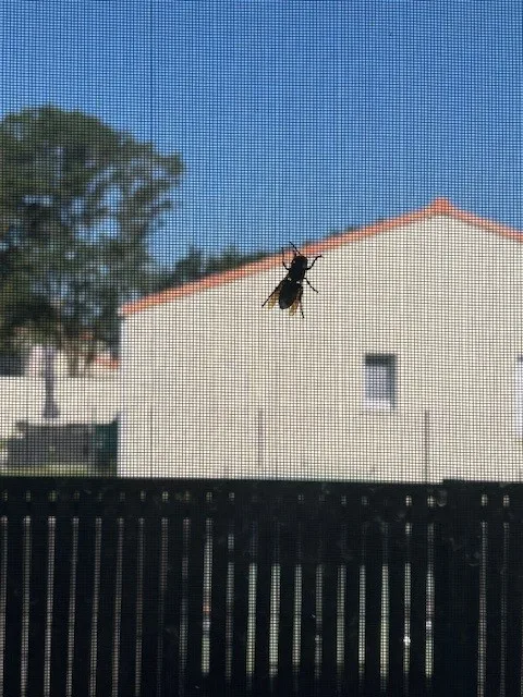 Nid de frelon asiatique à Divatte-sur-Loire (44)
