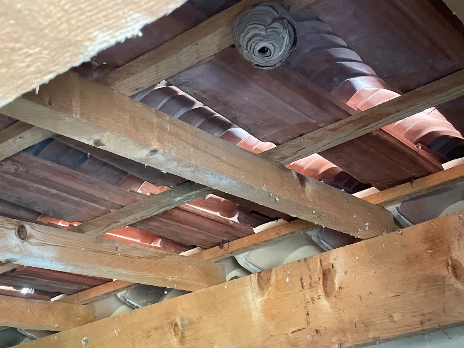 Nid / nuisance à Saint-Cyr-sur-Mer (83)