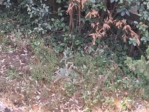Signalement à Arcachon