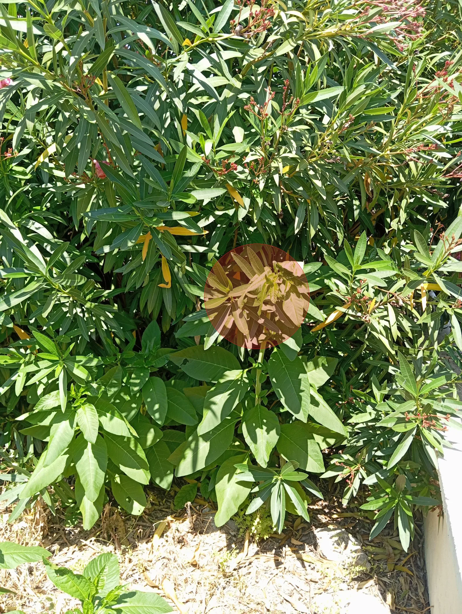 Nid de frelon asiatique à Ollioules (83)