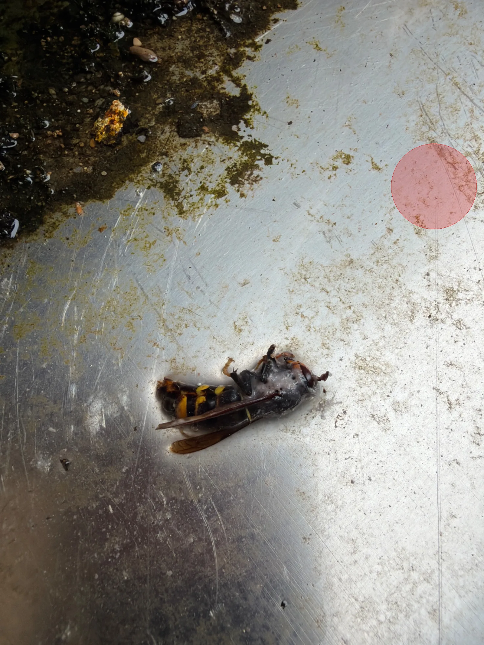 Nid de frelon asiatique à Laifour (08)