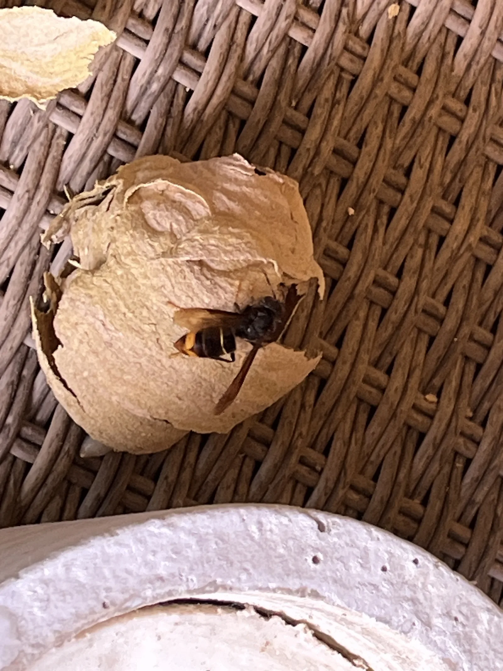 Nid de frelon asiatique à Haguenau (67)