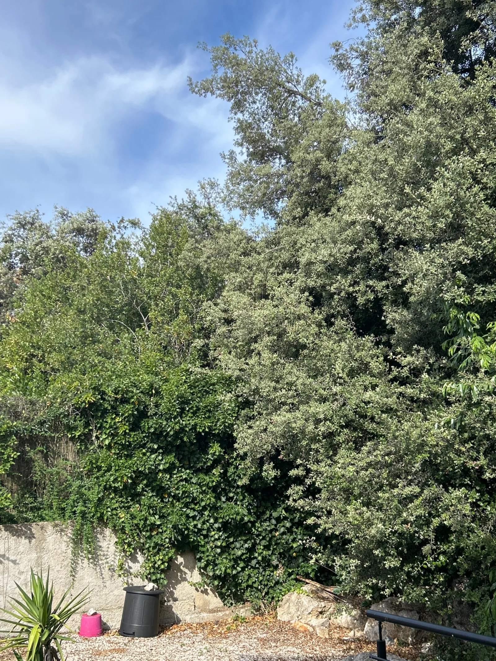 Nid de frelon asiatique à Castelnau-le-Lez (34)