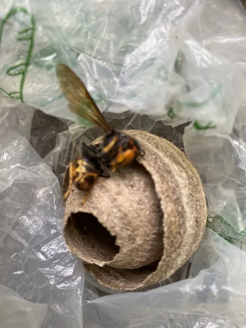 Frelon asiatique à Plouescat