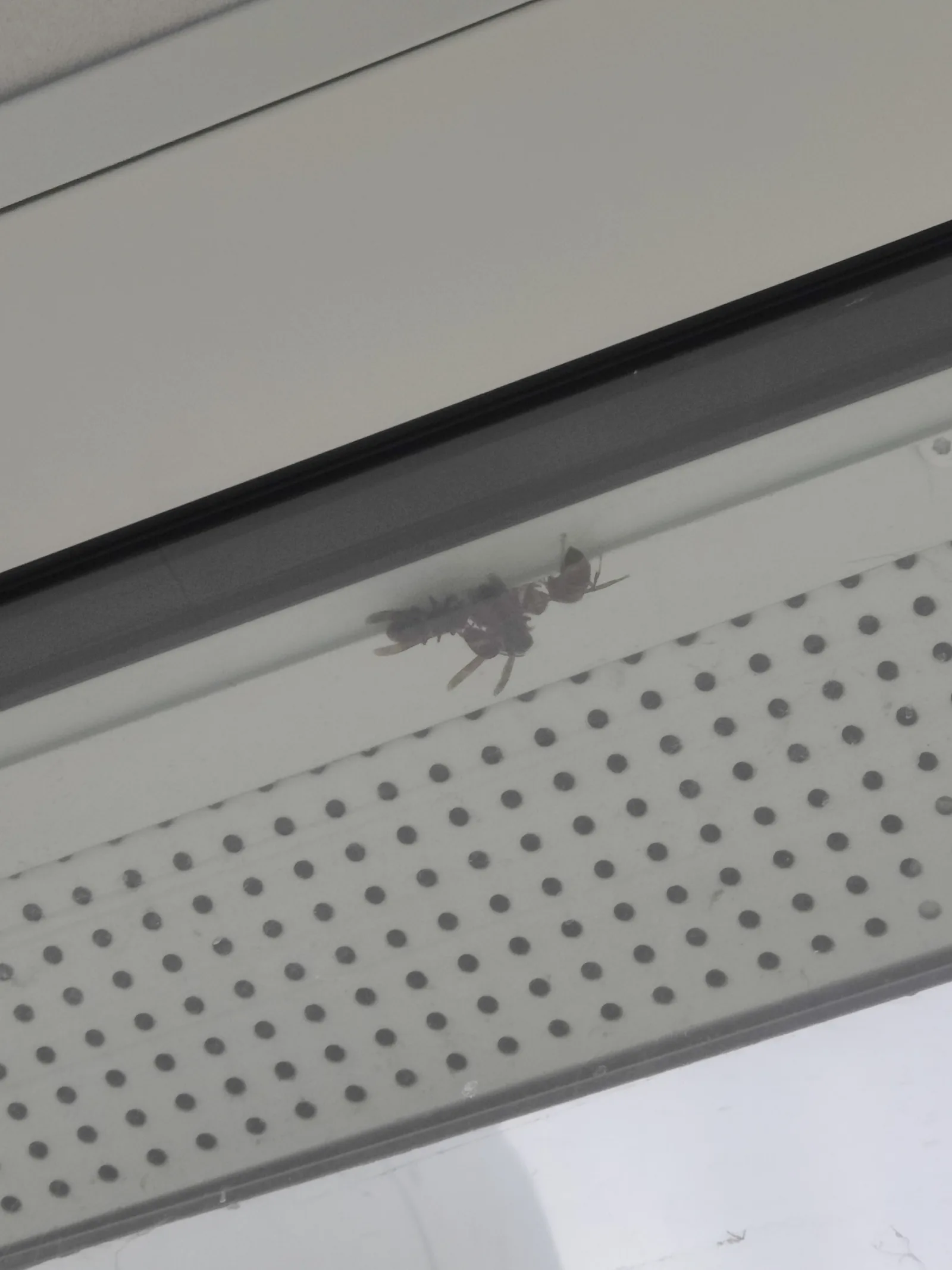 Nid de frelon asiatique à Mérignac (33)