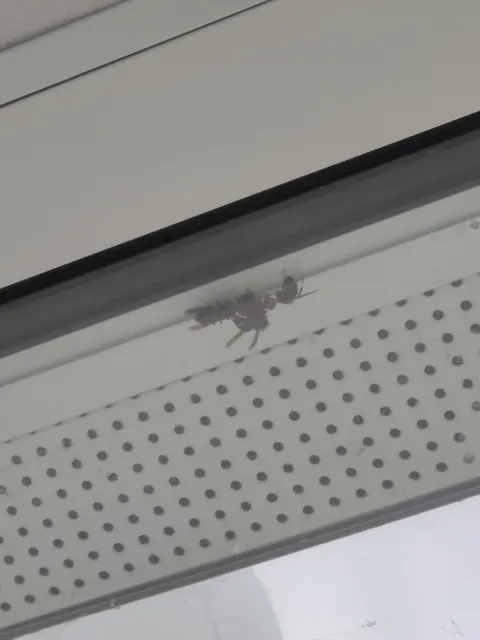 Frelon asiatique à Mérignac