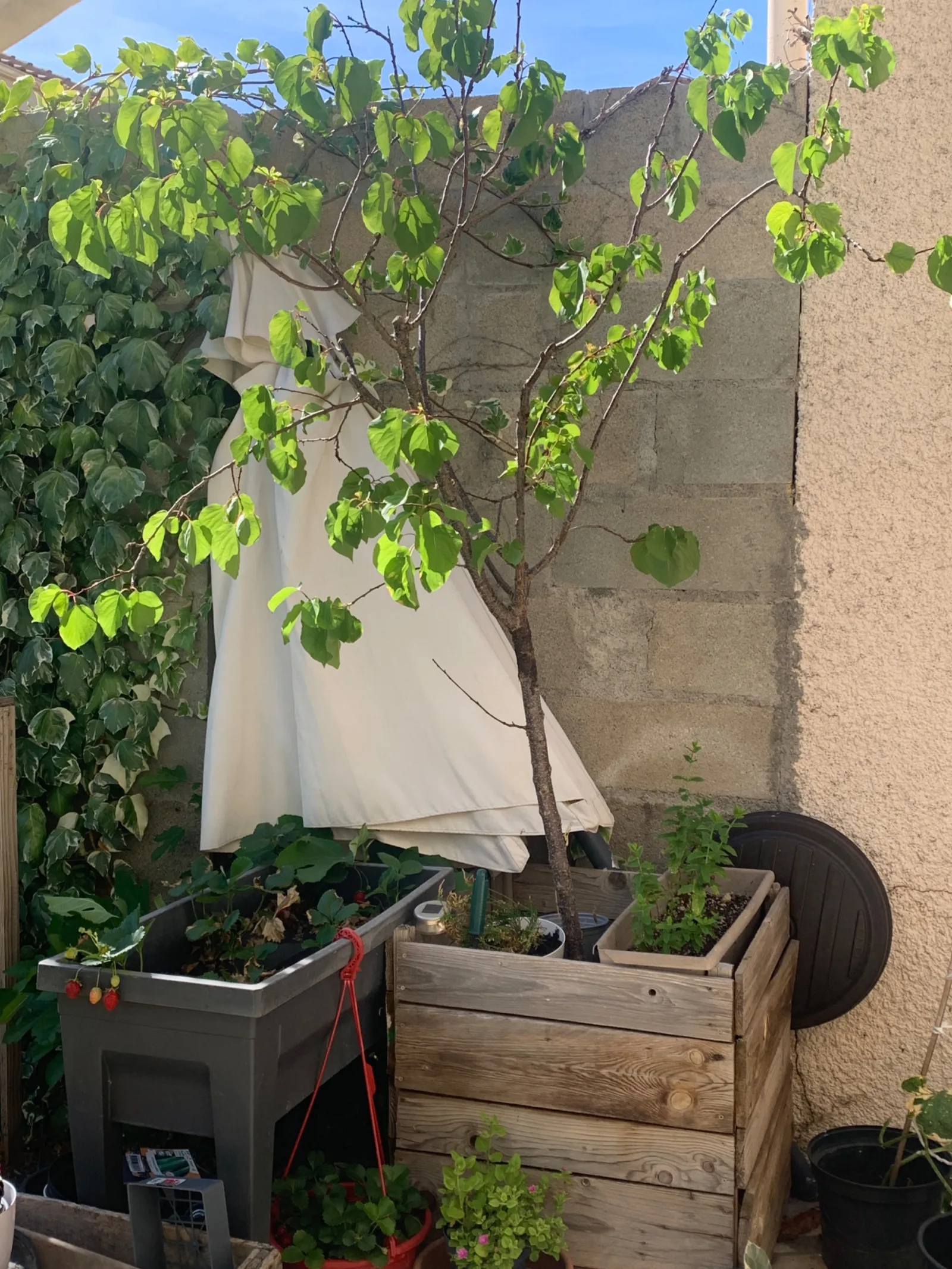 Nid de frelon asiatique à Beziers (34)