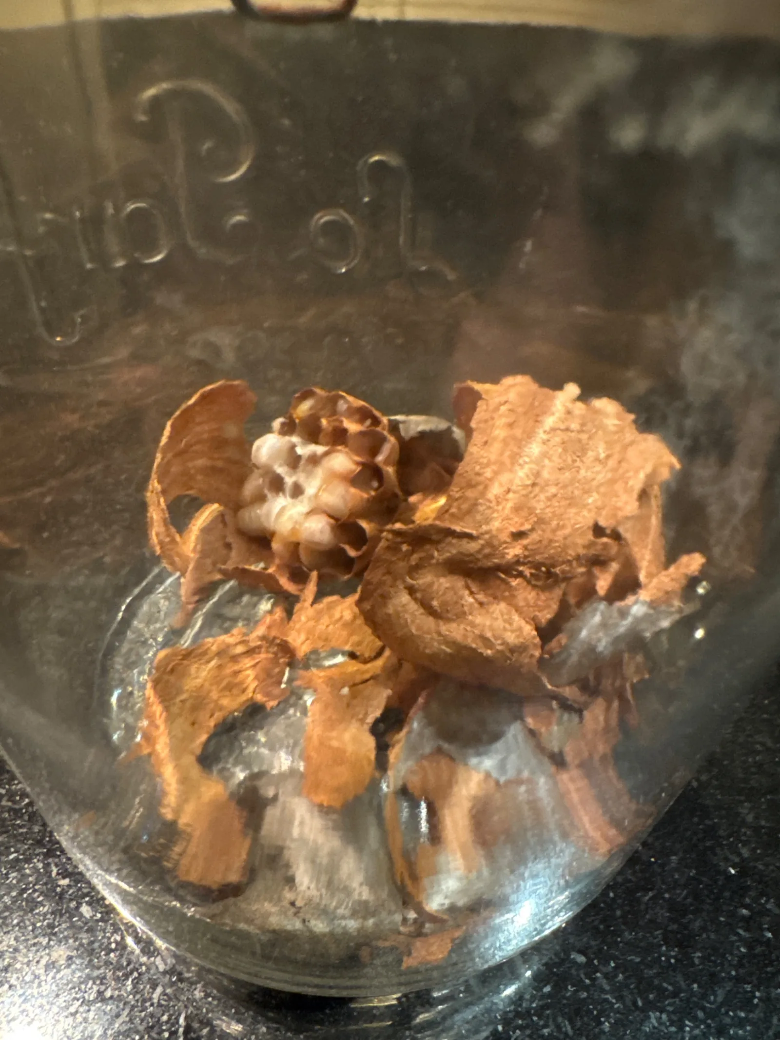 Nid de frelon asiatique à Montlebon (25)