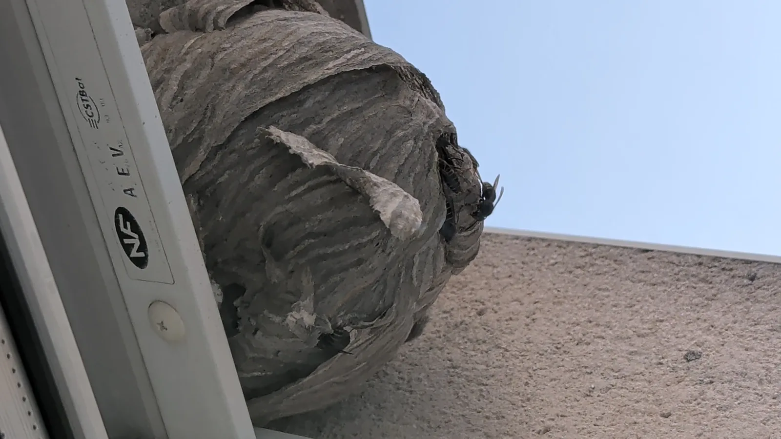 Nid de frelon asiatique à Metz — SignalNids