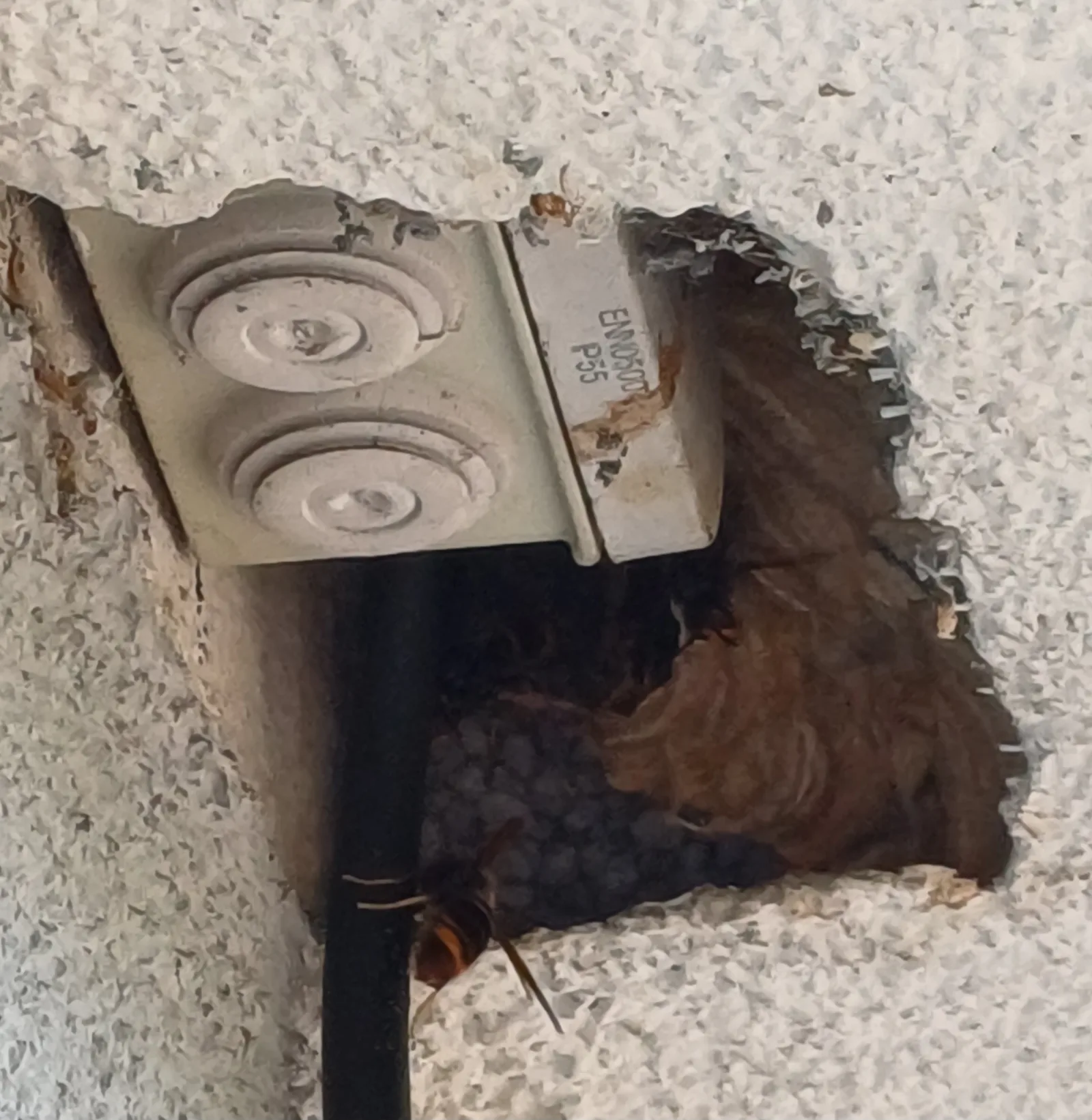 Nid de frelon asiatique à Illkirch-Graffenstaden (67) — SignalNids
