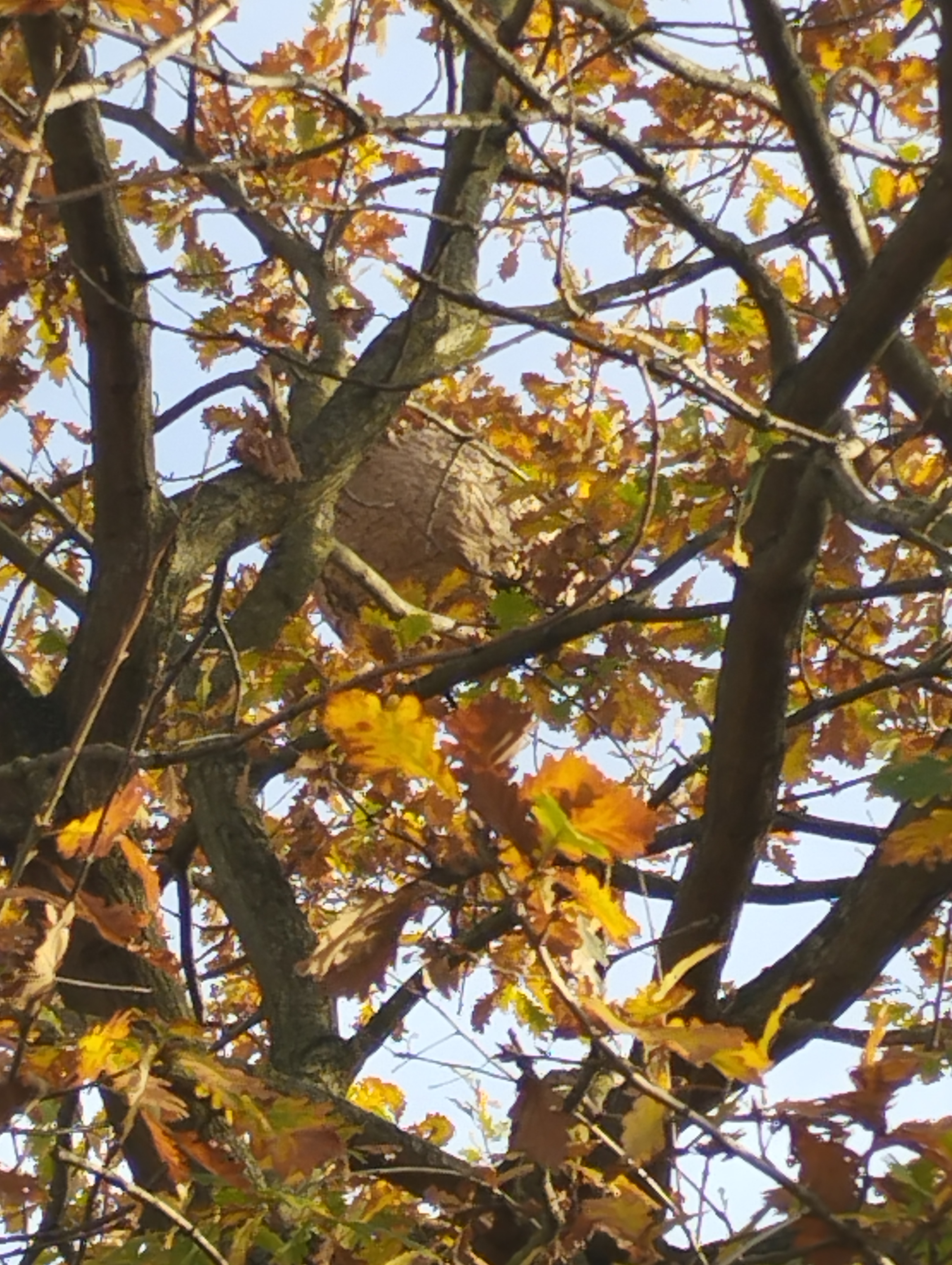 Photo supplémentaire du signalement #148