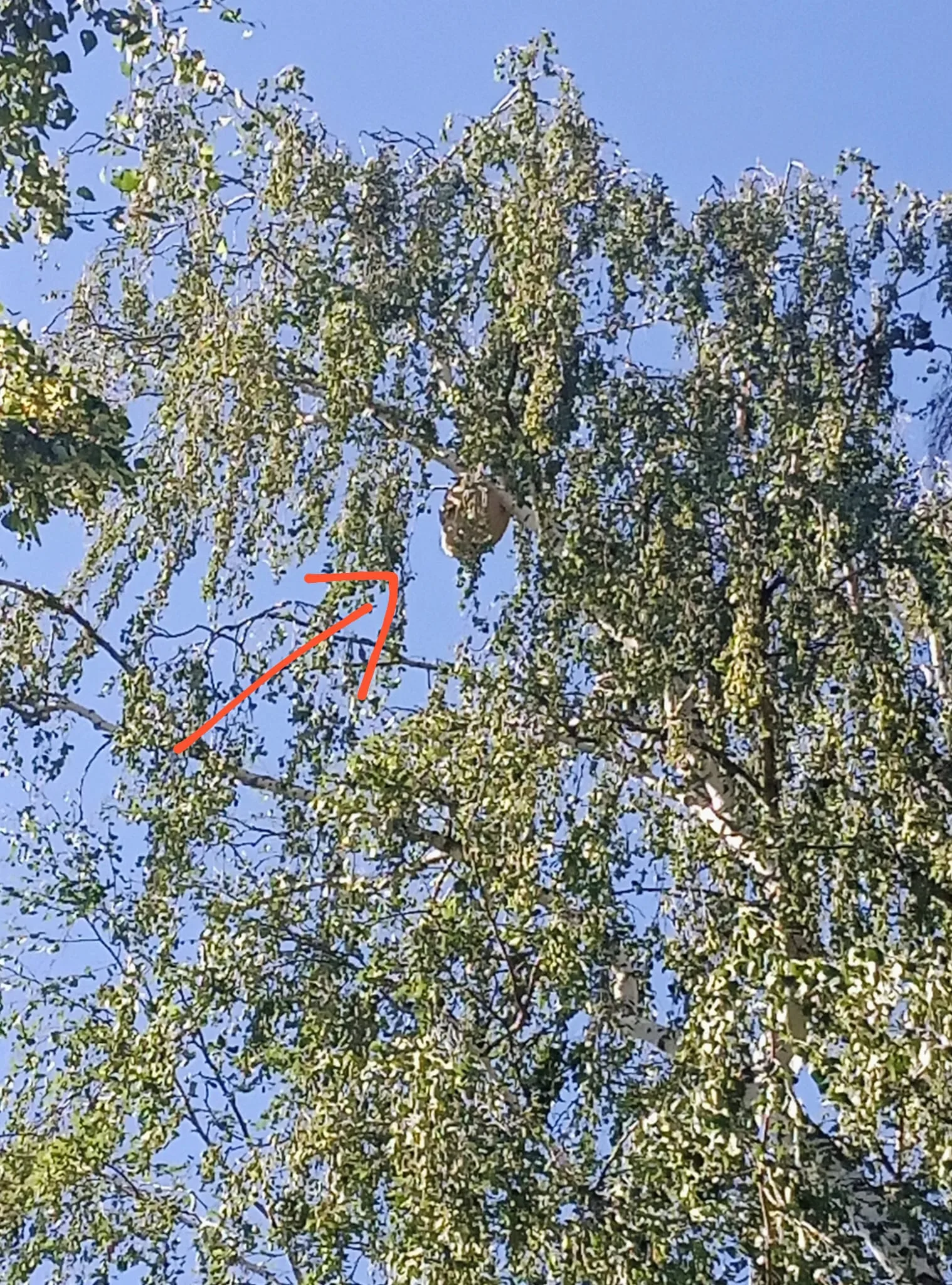 Nid / nuisance à Angers (49) — SignalNids