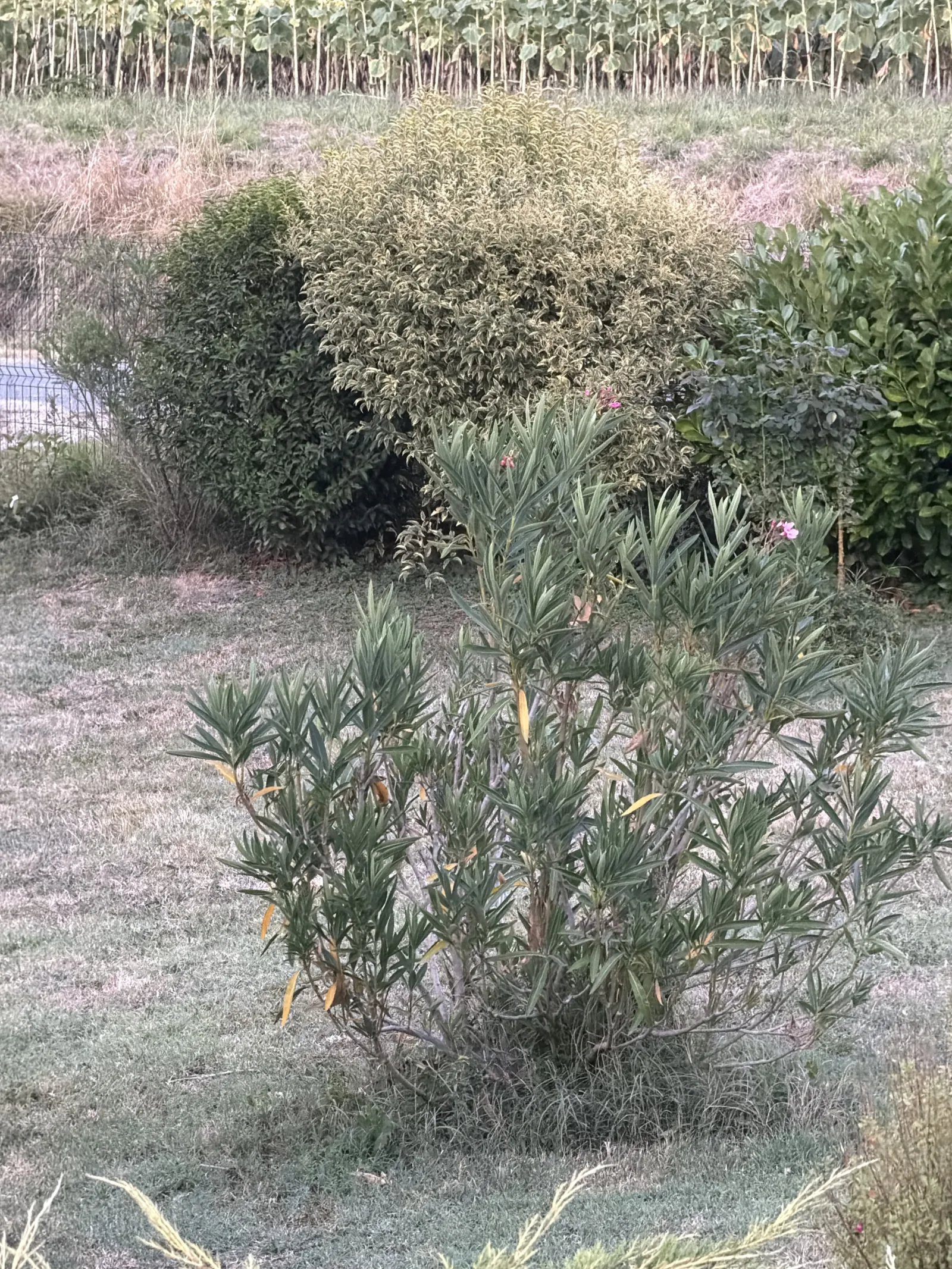 Nid / nuisance à Villefranche-du-Queyran (47) — SignalNids